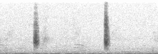 Kara Paçalı Barbet - ML37040
