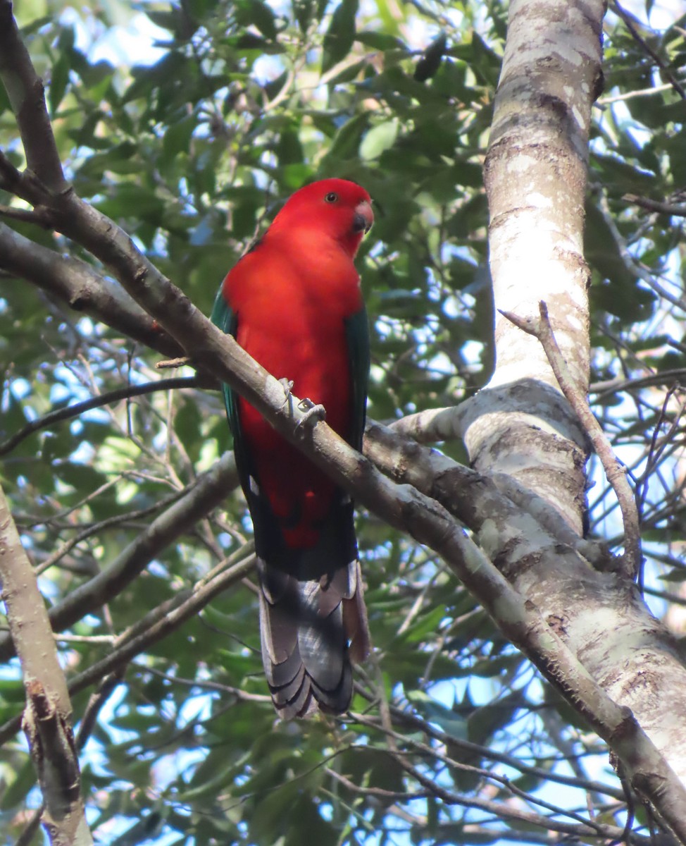 Australian King-Parrot - Paul Dobbie
