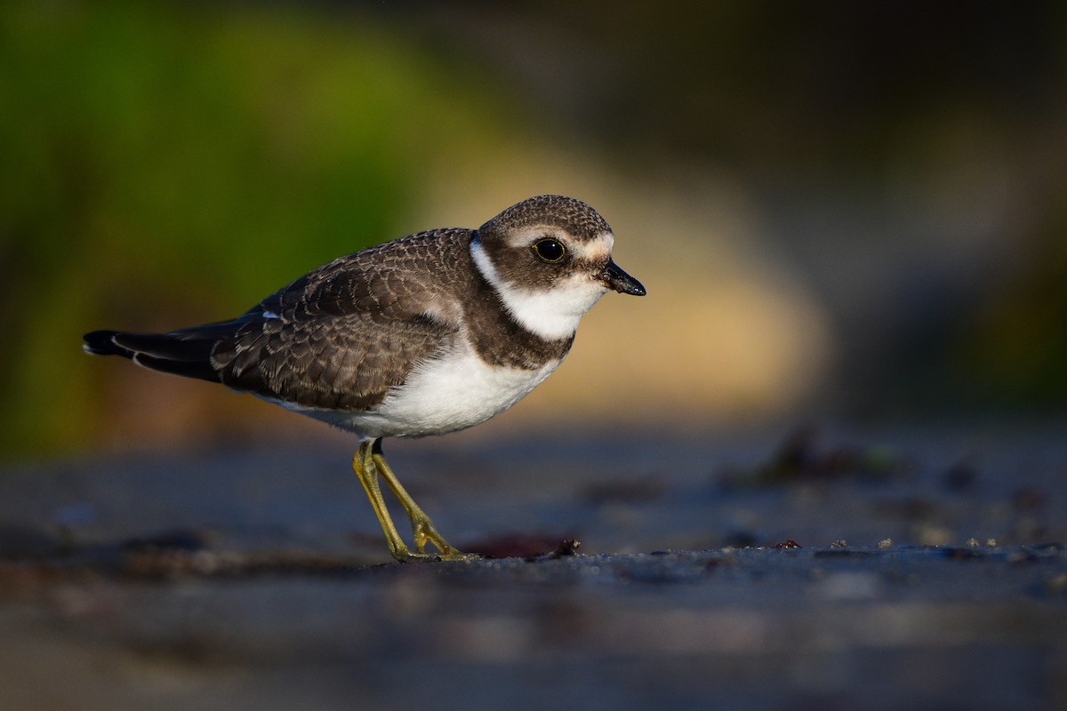 Semipalmated Plover - ML370404511