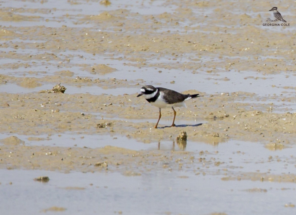 Common Ringed Plover - ML370406871