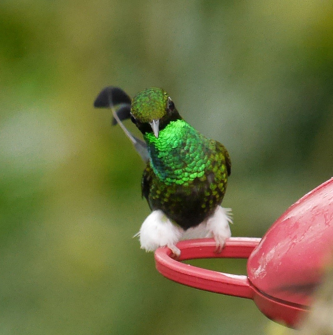 White-booted Racket-tail - David Diller