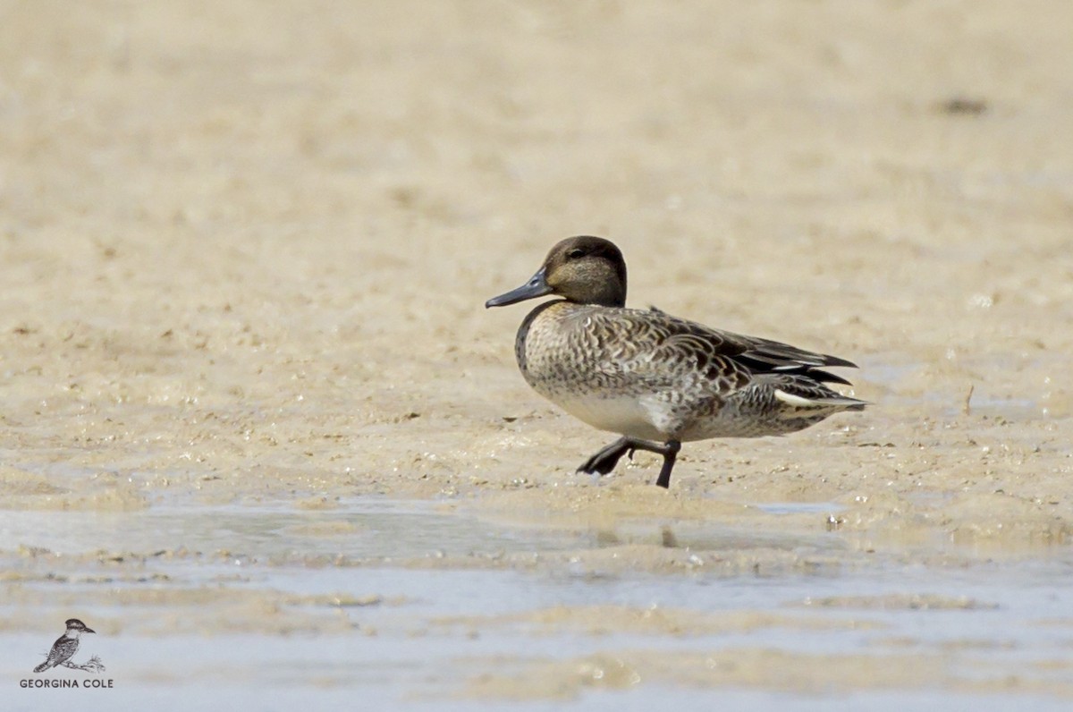 Green-winged Teal - ML370408091