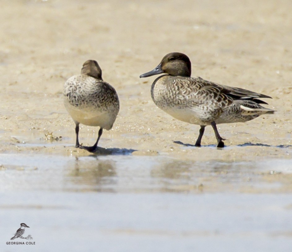Green-winged Teal - ML370408111