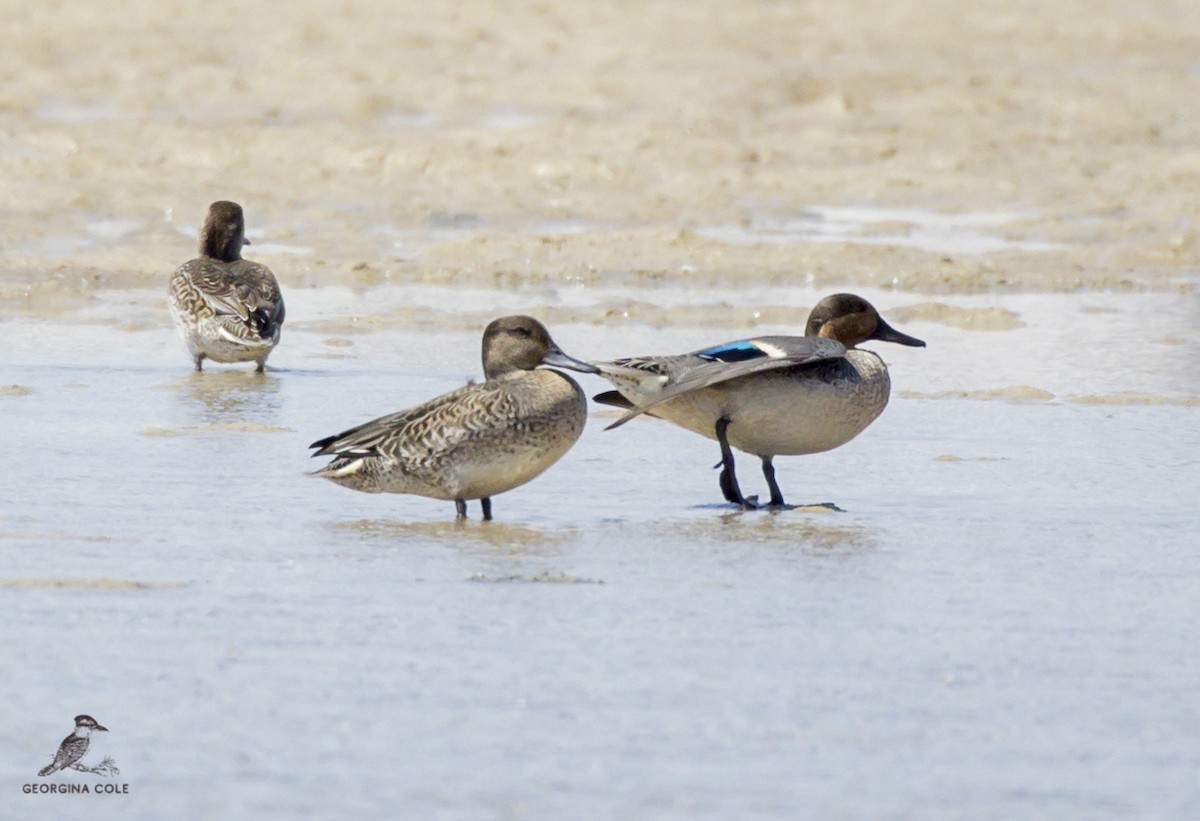 Green-winged Teal - ML370408131