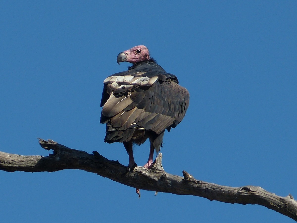 Red-headed Vulture - Shelley Rutkin