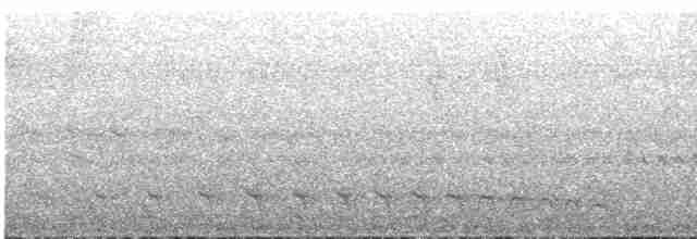 Bar-crested Antshrike - ML37041411