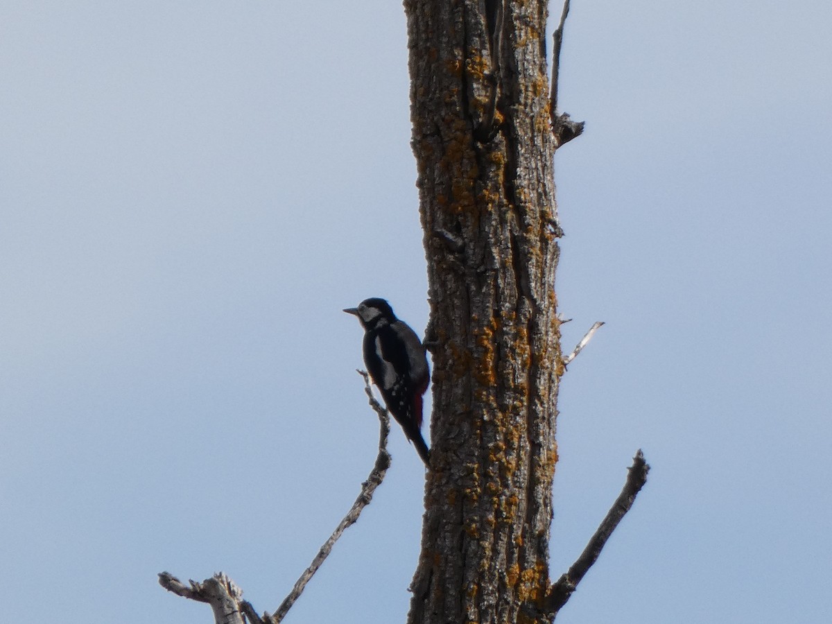 Great Spotted Woodpecker - ML370415351