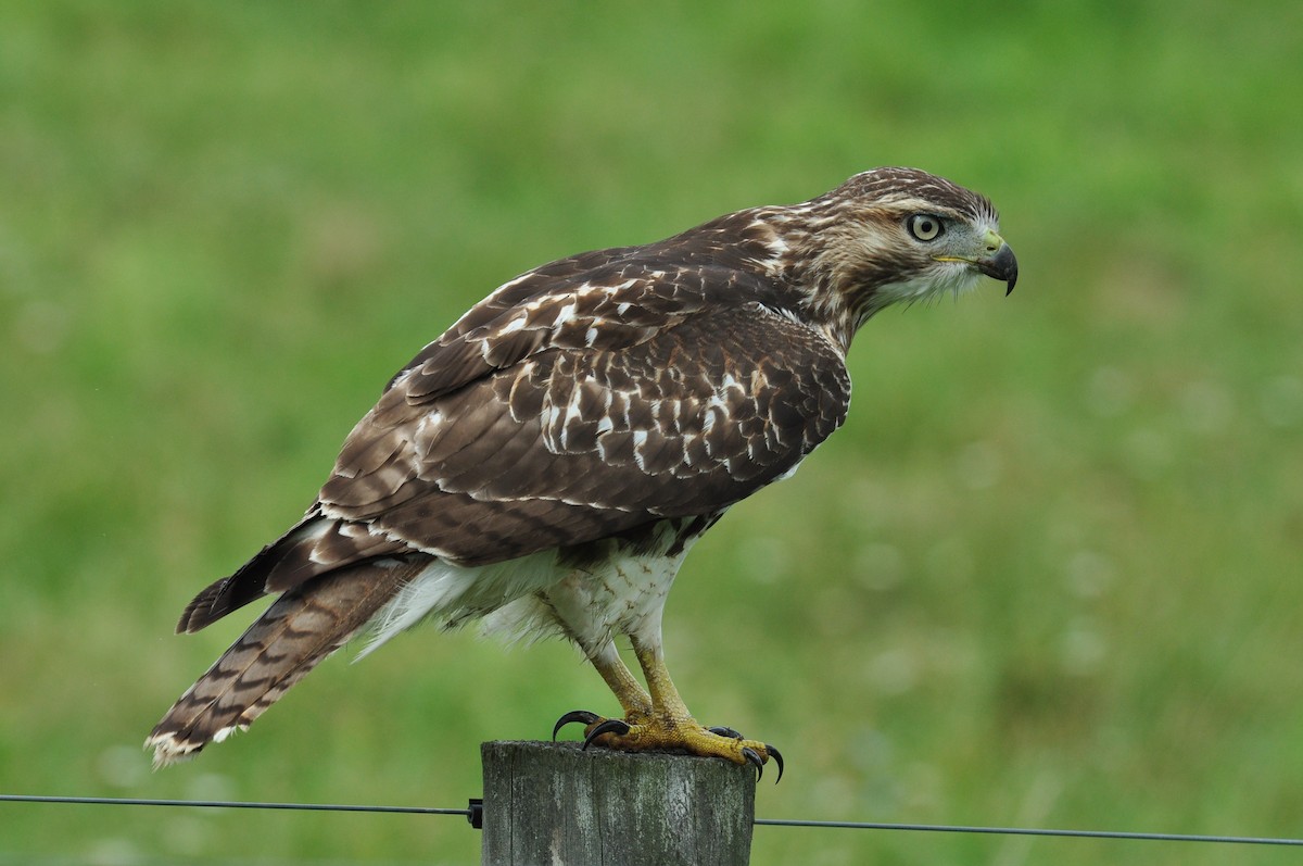 Red-tailed Hawk - ML370422111