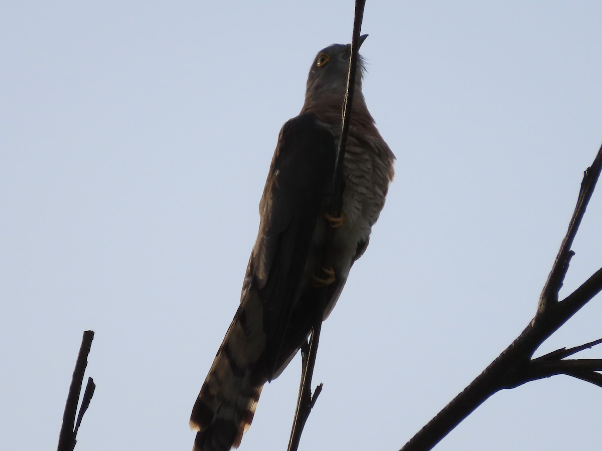 Common Hawk-Cuckoo - Danidu Geeganage