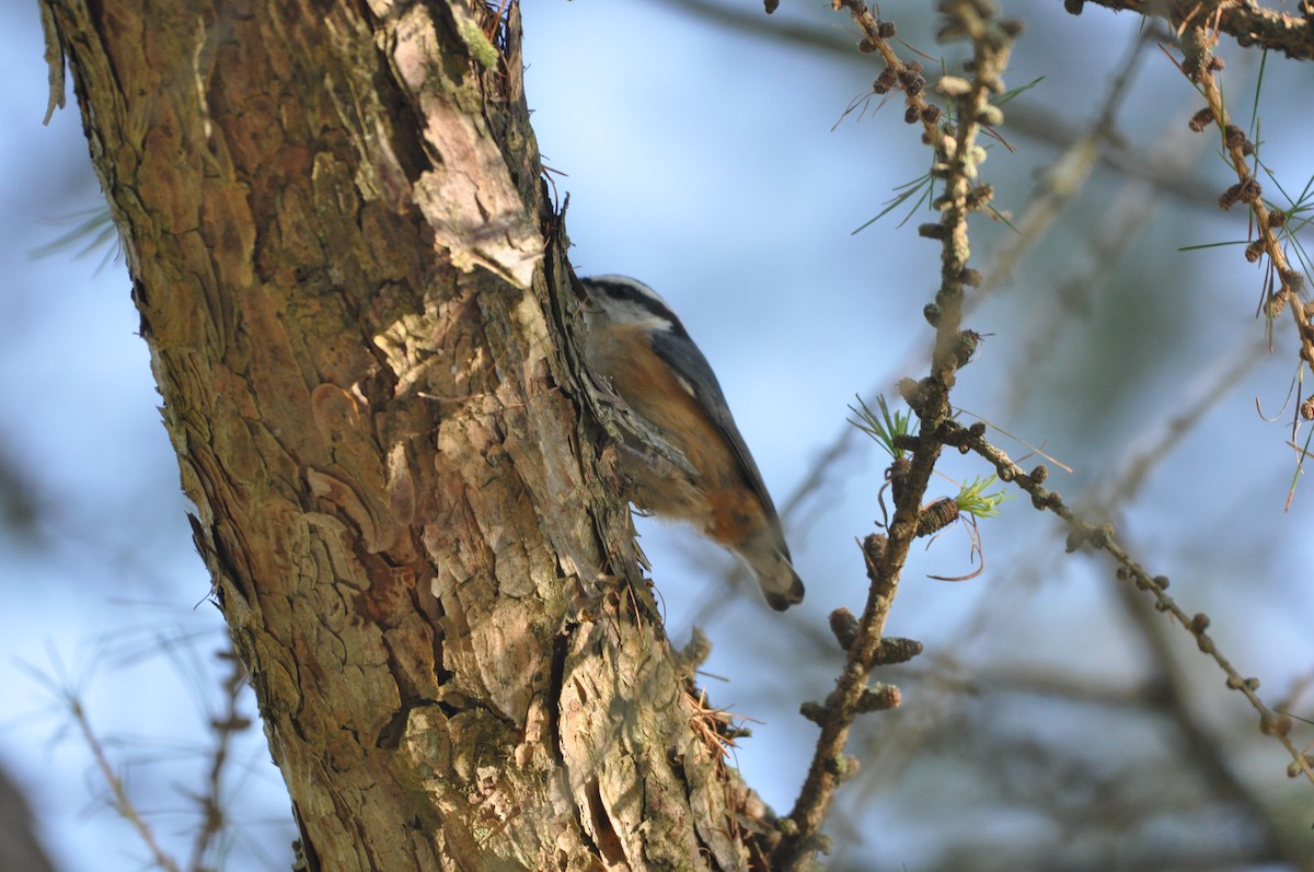 Red-breasted Nuthatch - ML370430521