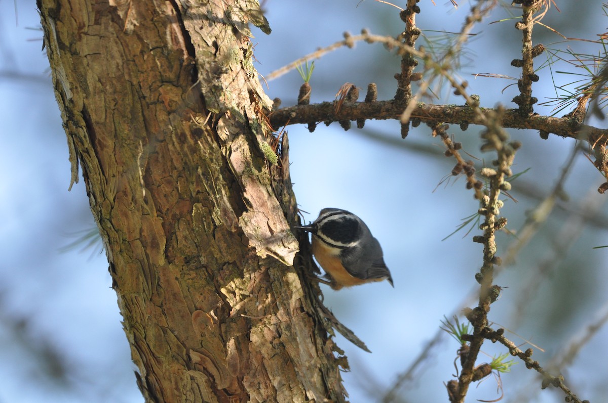 Red-breasted Nuthatch - ML370430661