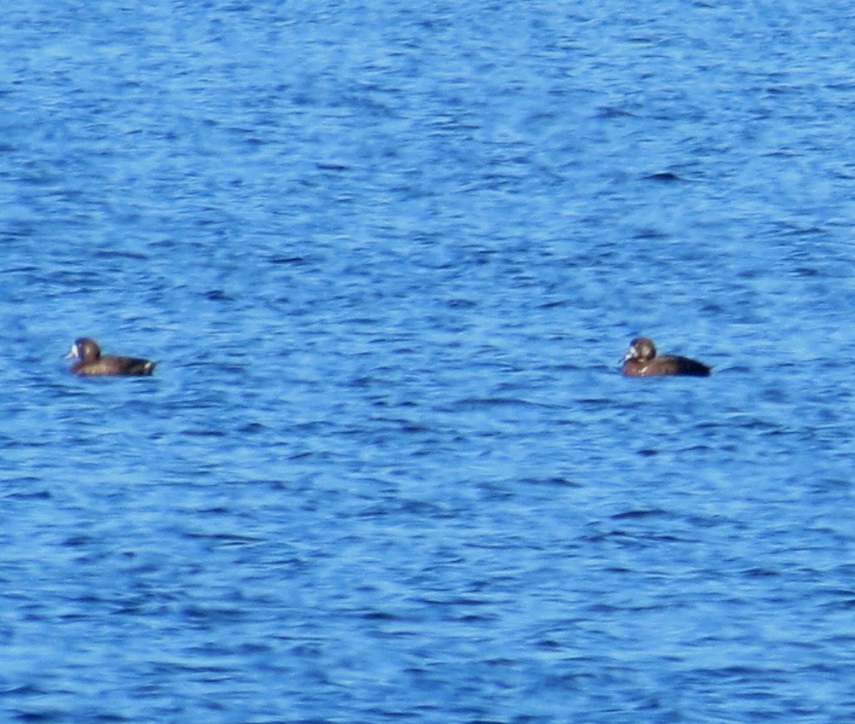Greater Scaup - ML370436081