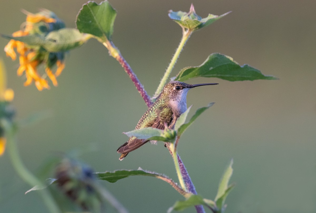 Ruby-throated Hummingbird - Jonathan Taffet
