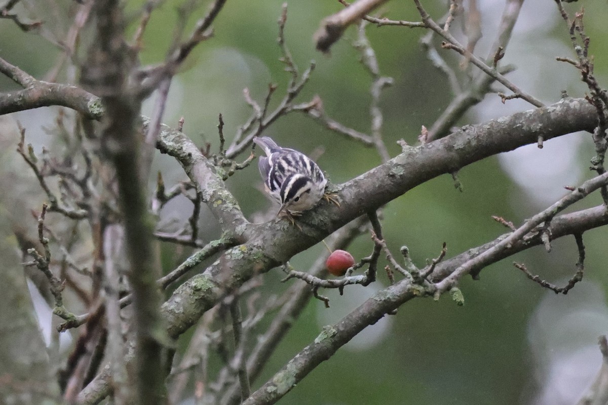Black-and-white Warbler - ML370443551