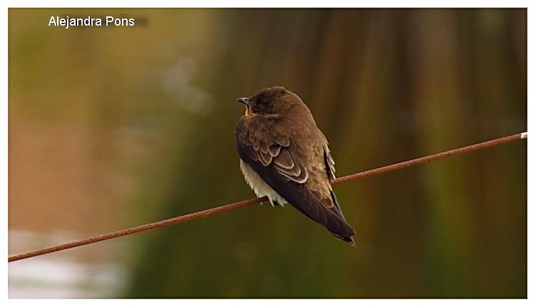 Southern Rough-winged Swallow - ML370444061