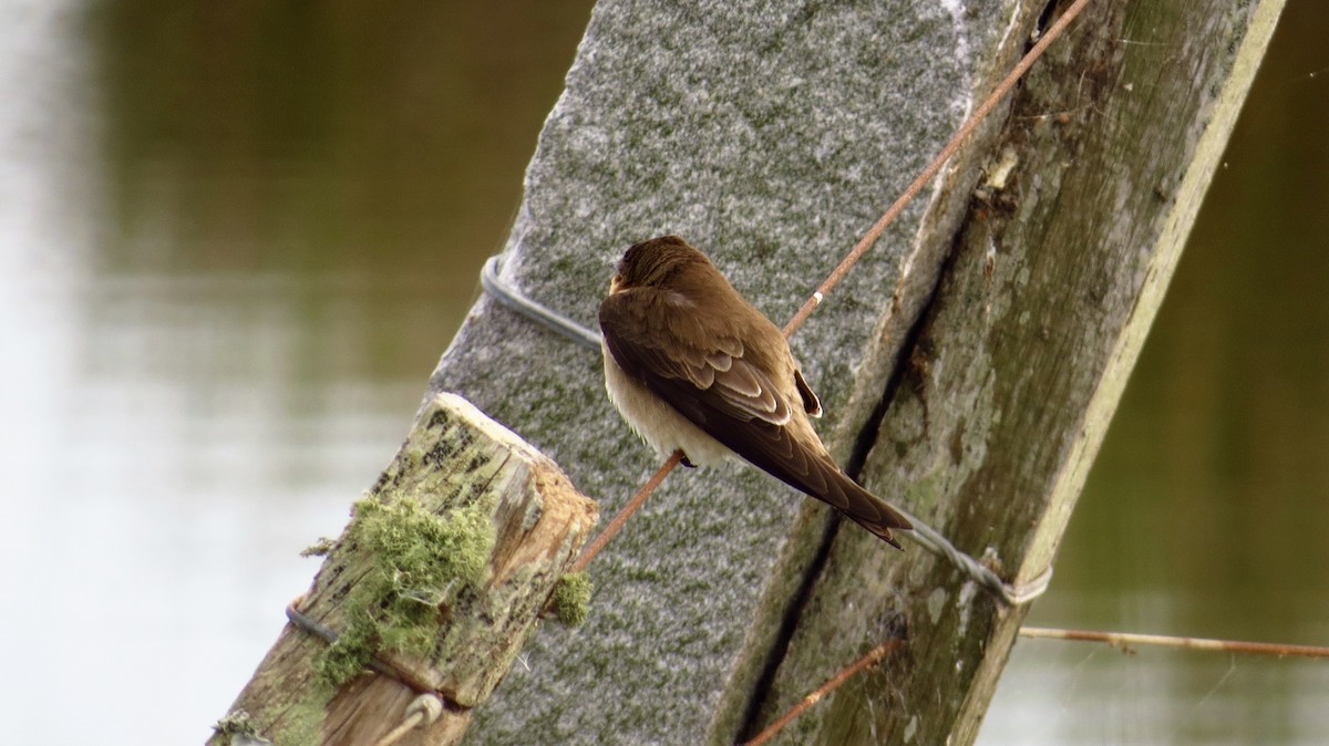 Southern Rough-winged Swallow - ML370444271