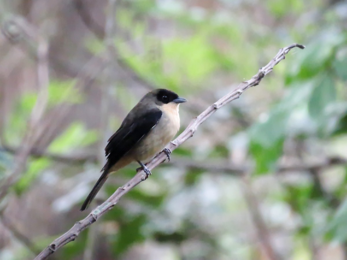 Black-goggled Tanager - ML370444901