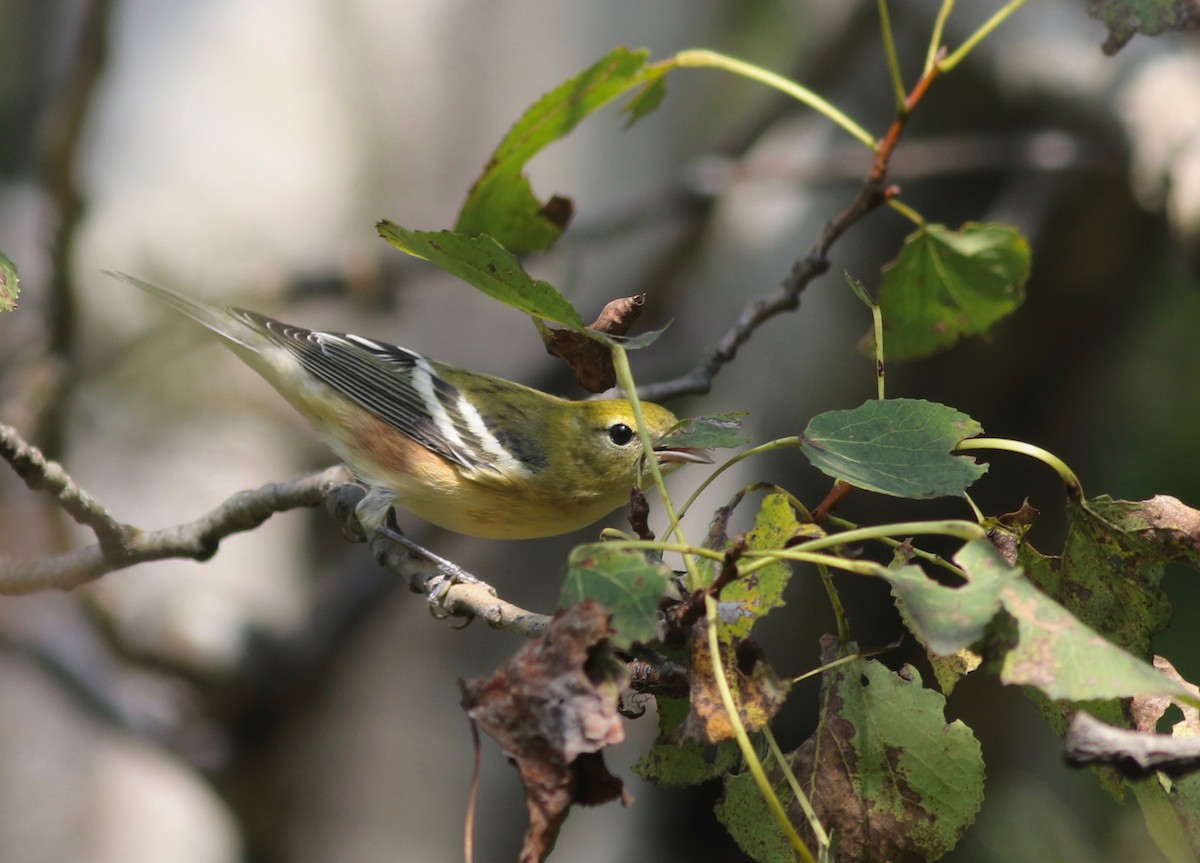 Bay-breasted Warbler - ML370447421