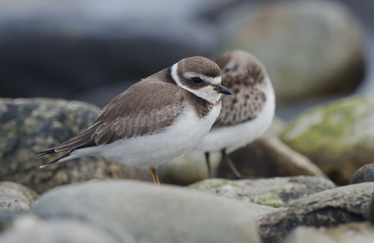 Semipalmated Plover - ML370451251