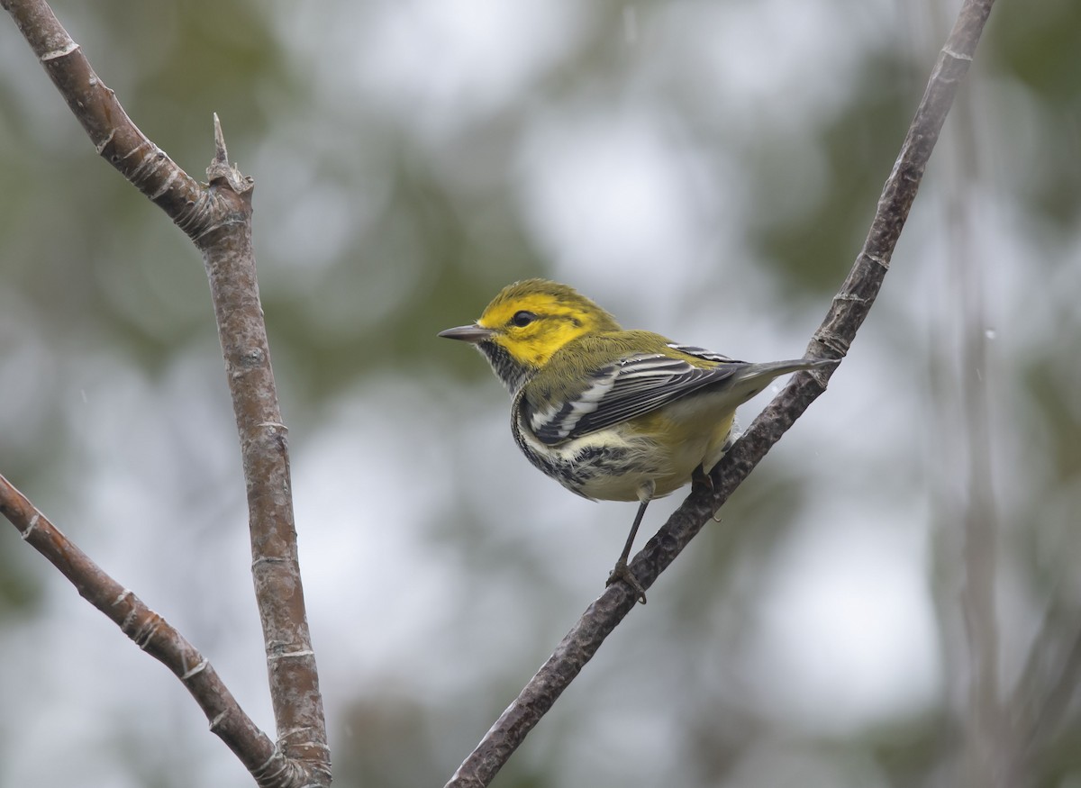 Black-throated Green Warbler - Ronnie d'Entremont