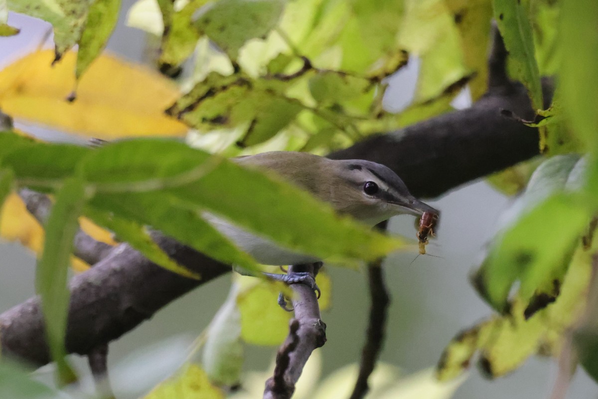 Red-eyed Vireo - Chris Kennelly