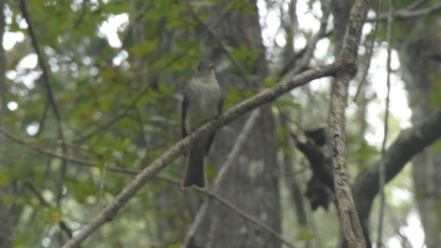 tyranovec východní - ML370453381