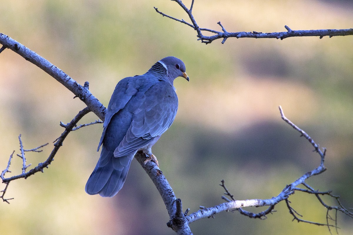 Band-tailed Pigeon - ML370458201