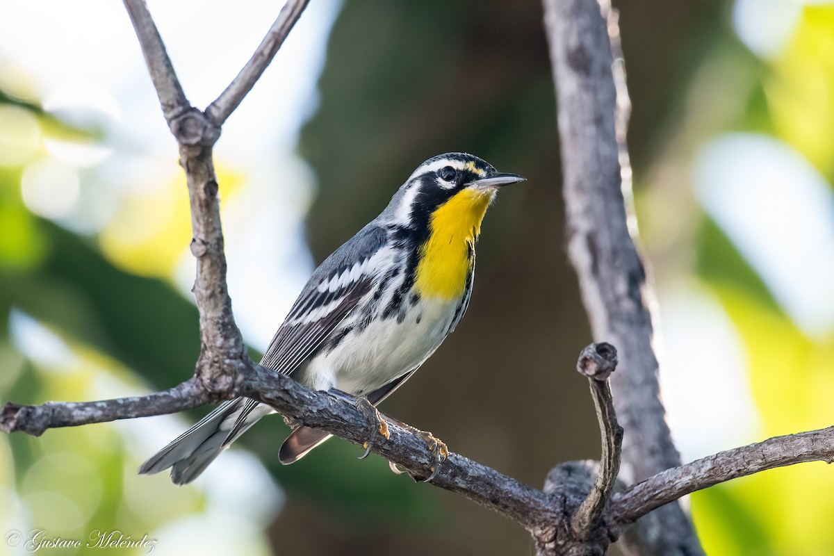 Yellow-throated Warbler - Gustavo Melendez