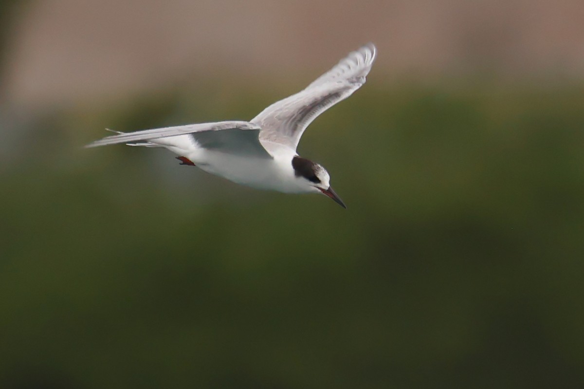 Common Tern - Richard Brewer