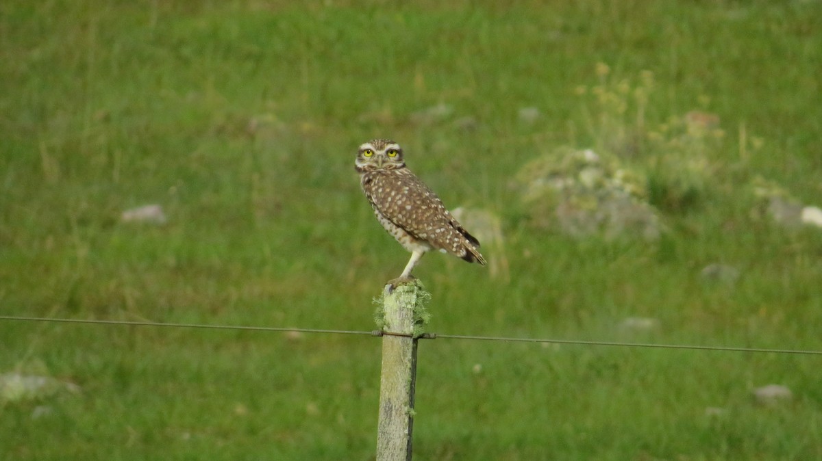 Burrowing Owl - ML370466771