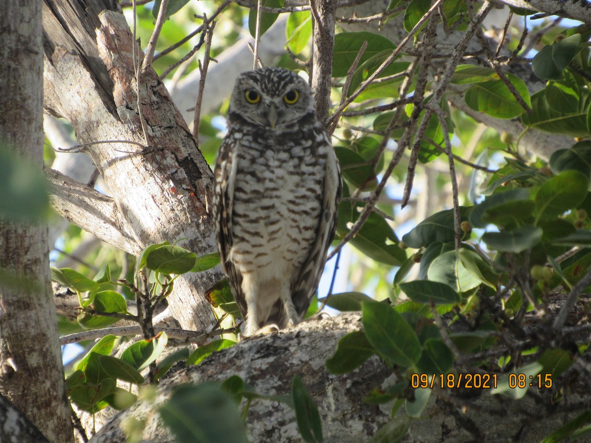 Burrowing Owl - ML370473971