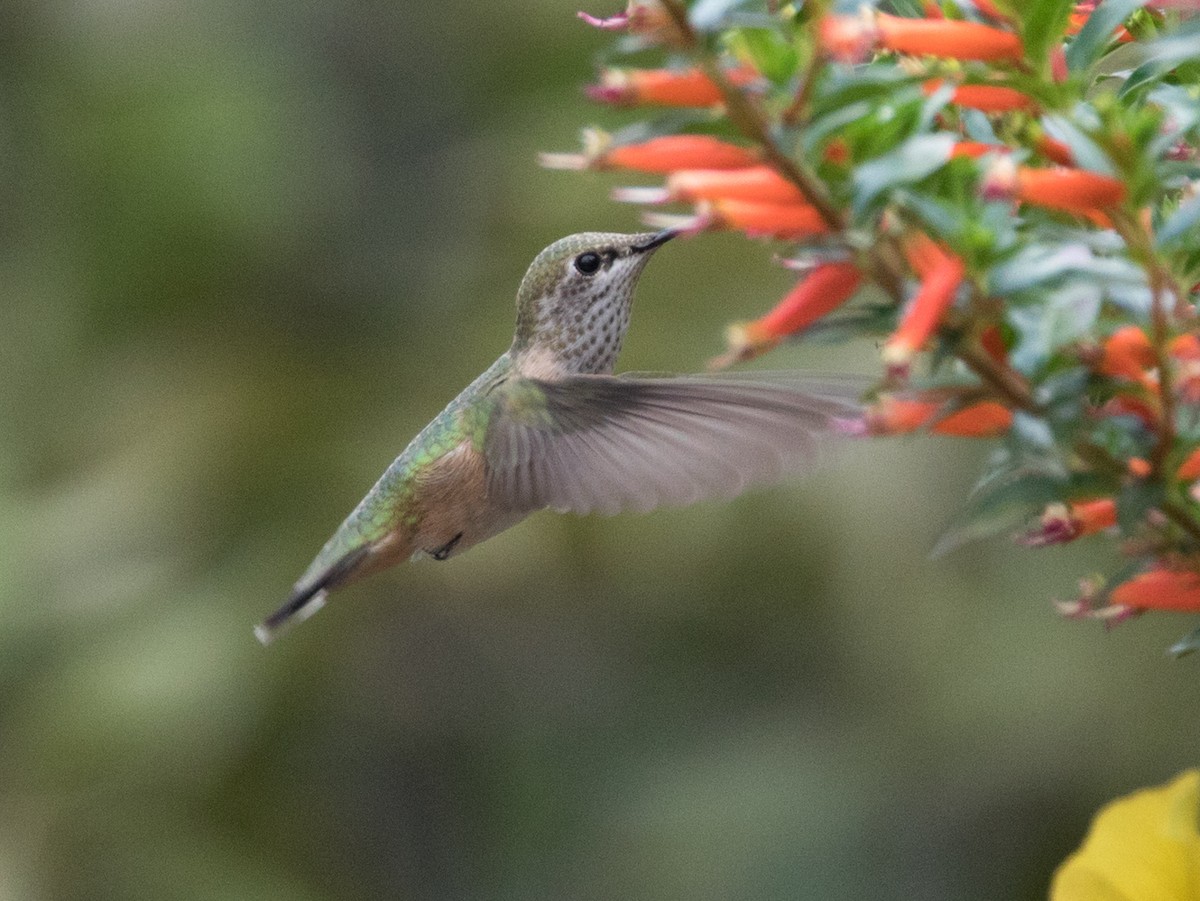 Calliope Hummingbird - ML370474471