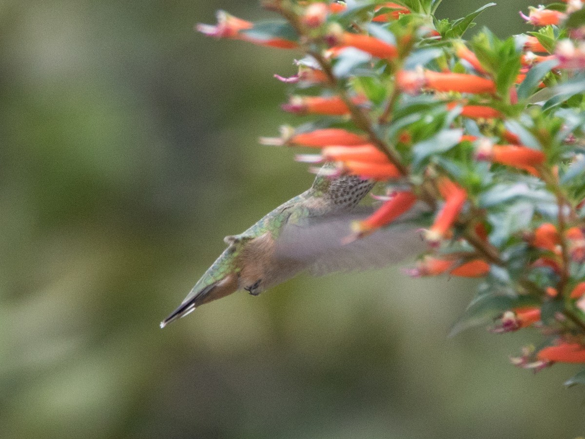 Calliope Hummingbird - ML370474481
