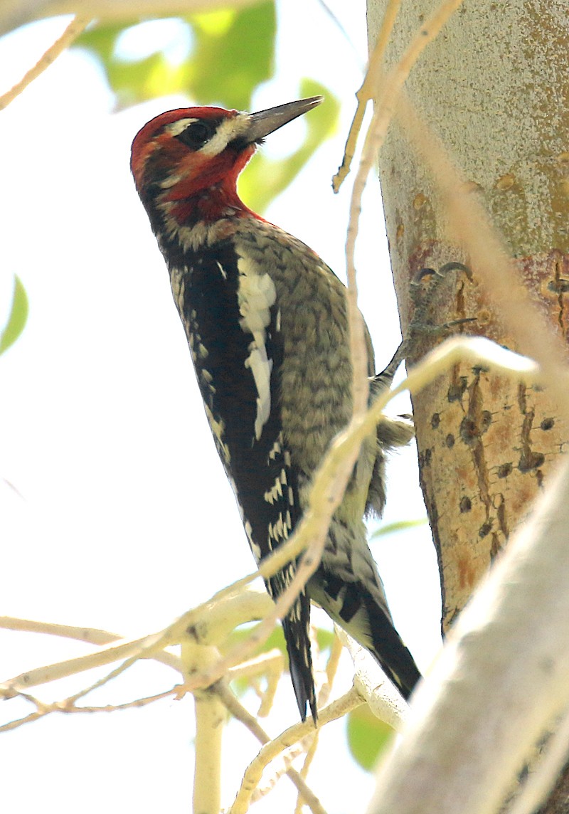 Red-naped x Red-breasted Sapsucker (hybrid) - Ed Thomas