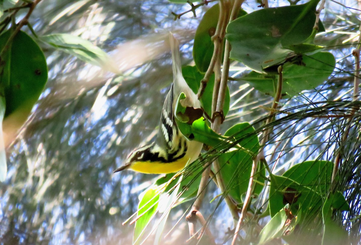 Yellow-throated Warbler - ML37047641