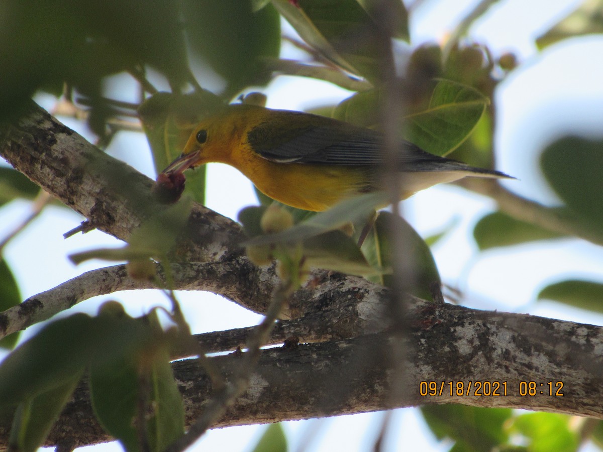 Prothonotary Warbler - ML370477411