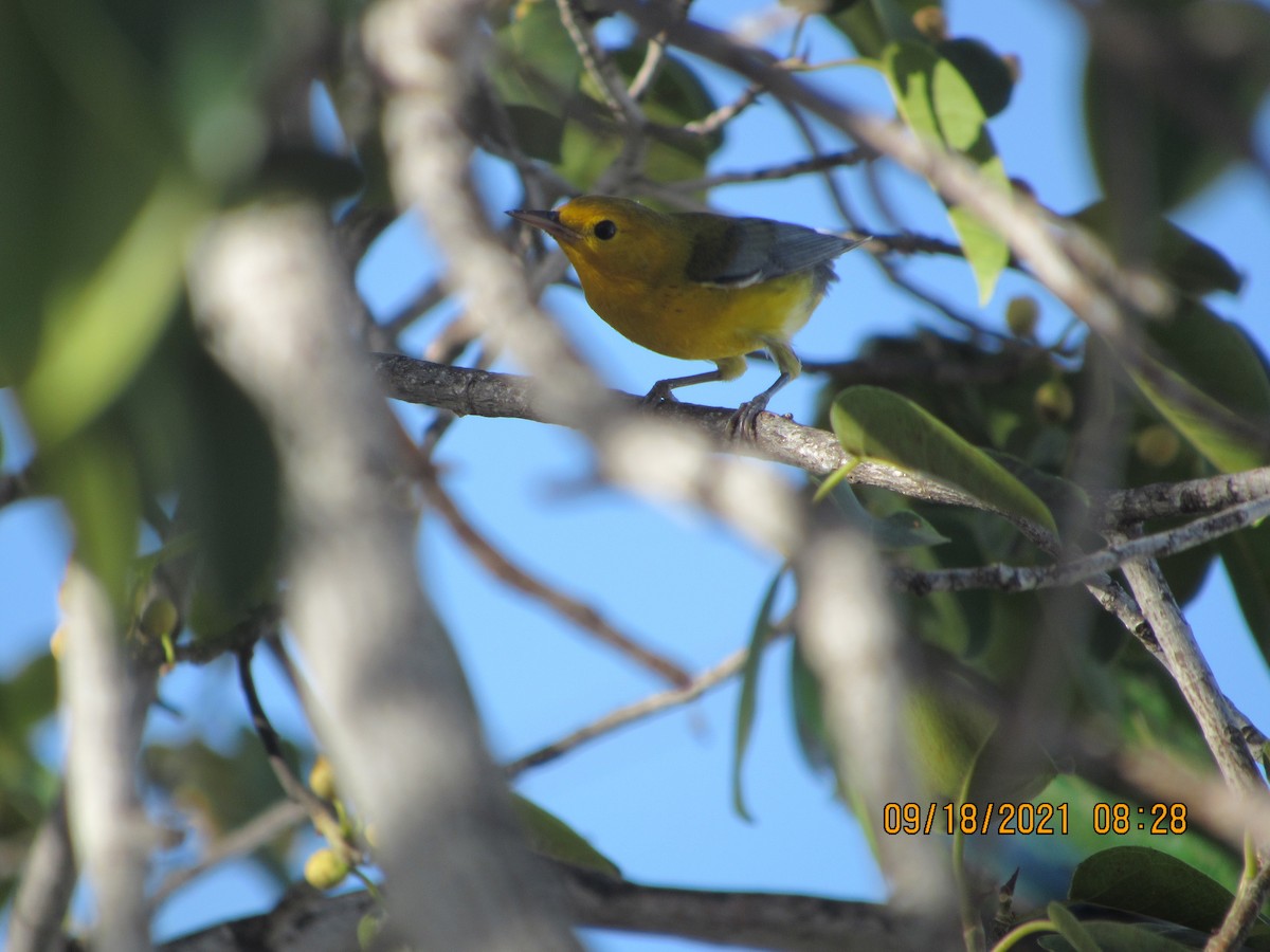 Prothonotary Warbler - Vivian F. Moultrie