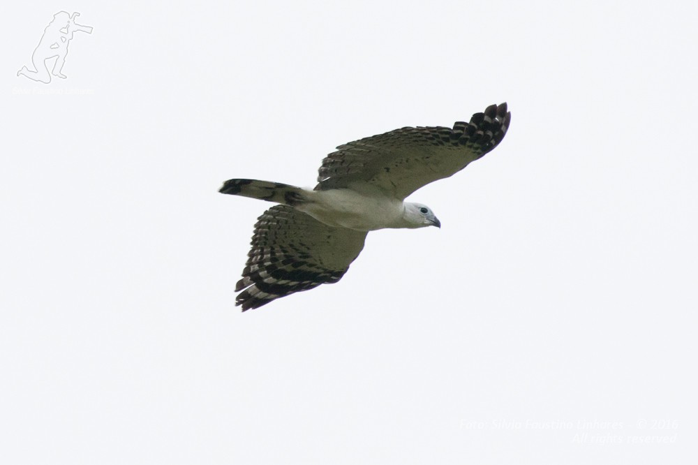White-collared Kite - ML37047771