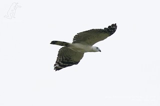  - White-collared Kite