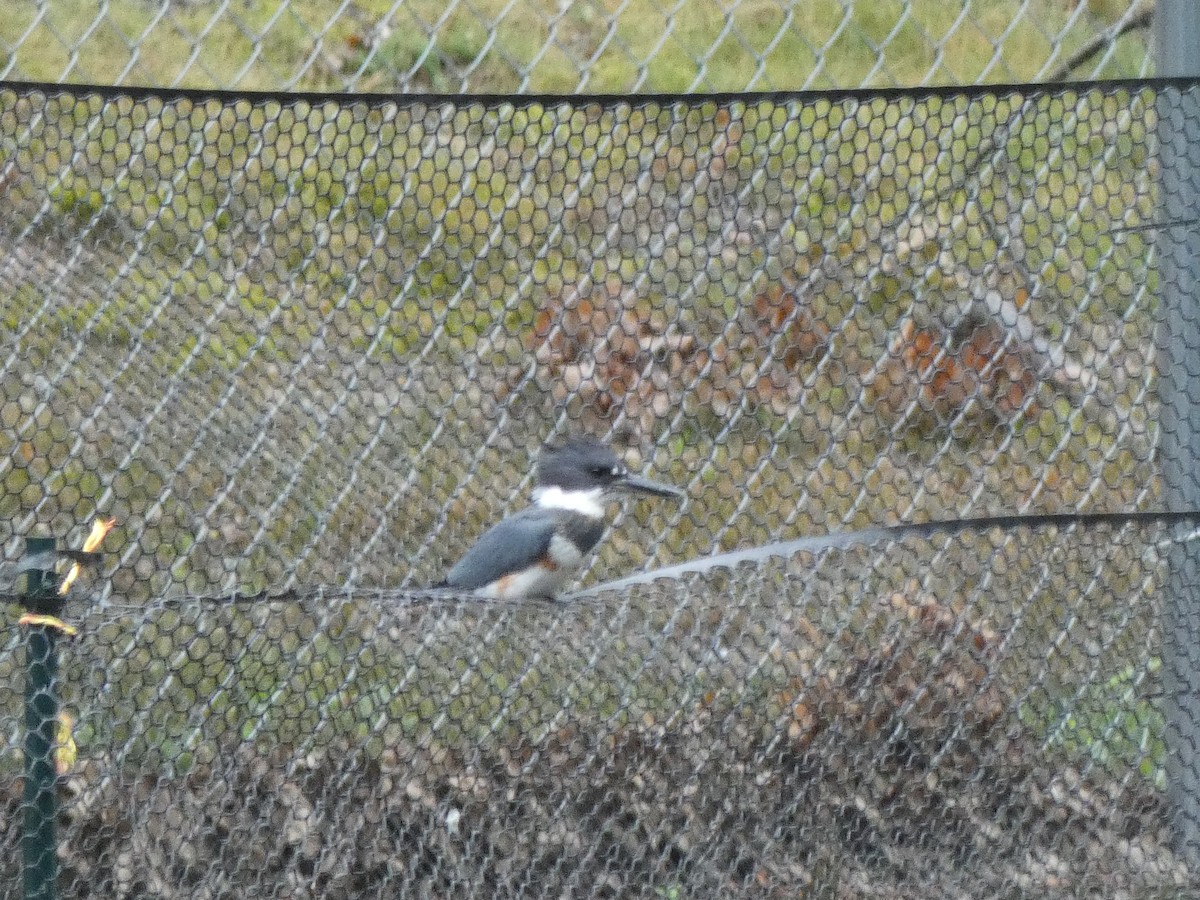 Belted Kingfisher - ML370485261