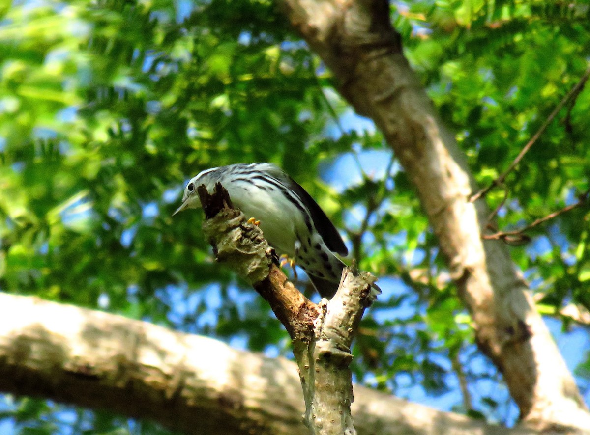 Black-and-white Warbler - ML37048641