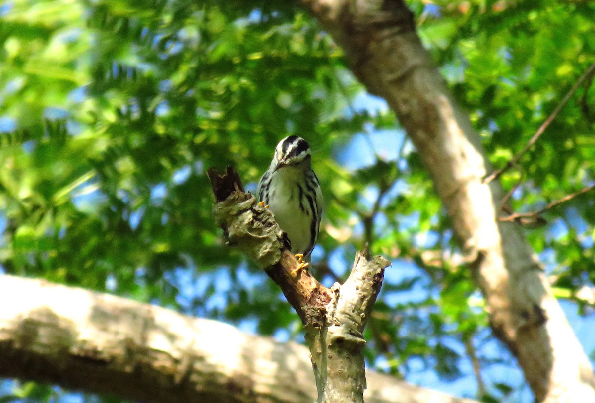 Black-and-white Warbler - ML37048661