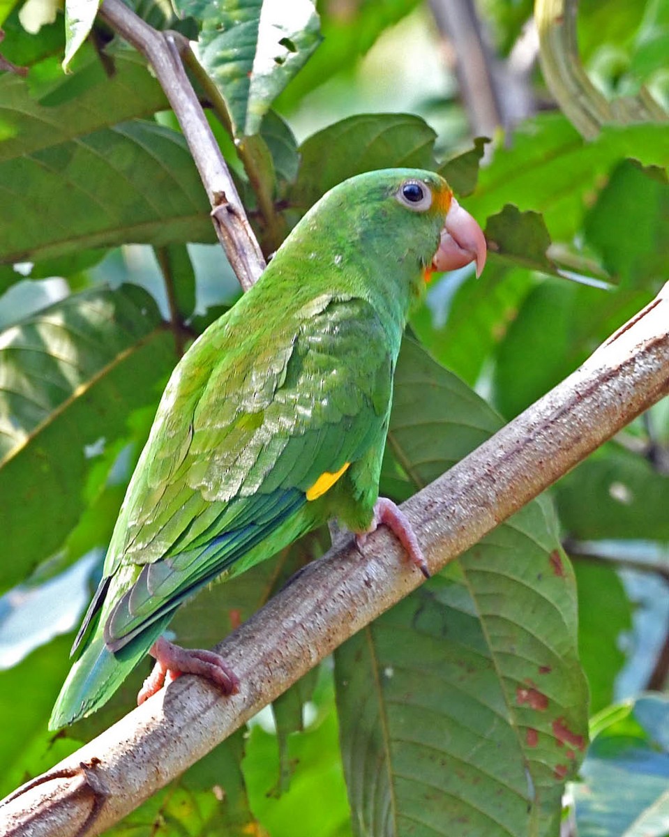 Golden-winged Parakeet - ML370487211