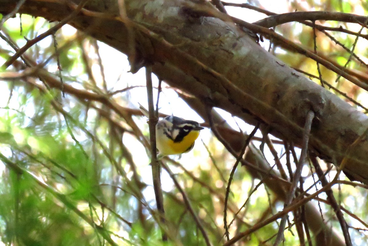 Yellow-throated Warbler - ML37048841