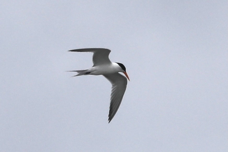 Lesser Crested Tern - ML370493651