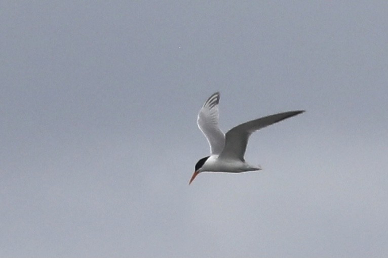 Lesser Crested Tern - ML370493721