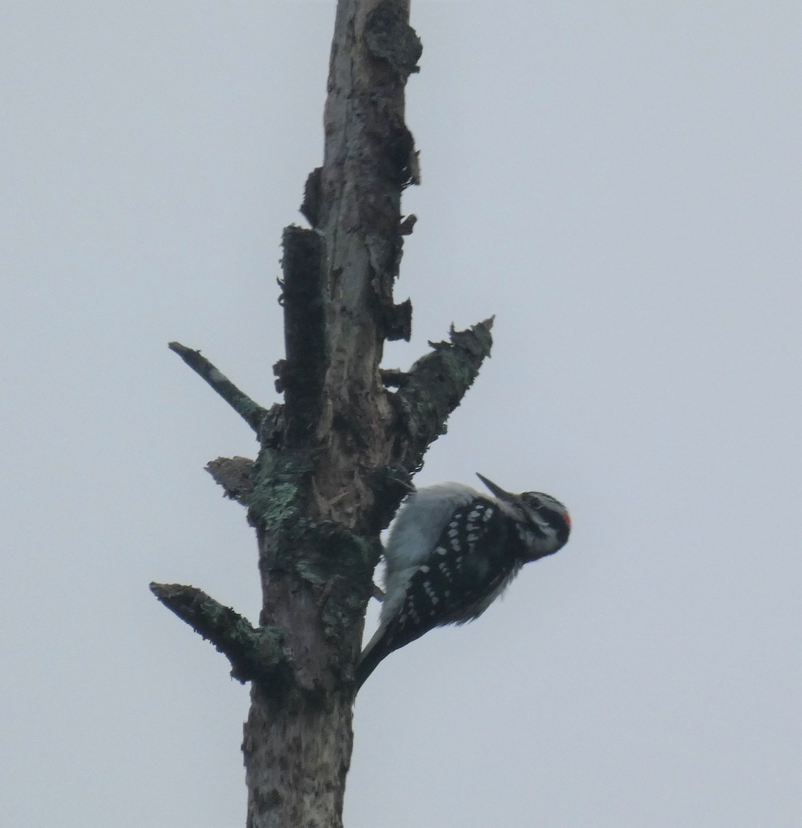 Hairy Woodpecker - Michelle Browning