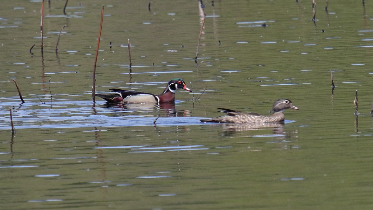 Wood Duck - George Nassiopoulos