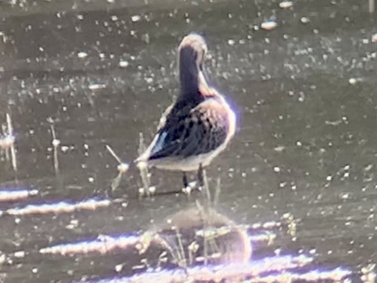 Long-billed Dowitcher - ML370498981