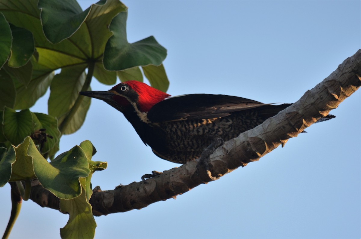 Lineated Woodpecker - Bob Baker